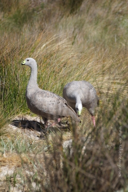 Cape Barren Geese at Deal Island