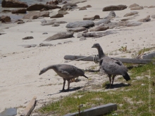 Cape Barren Geese at Hogan Island