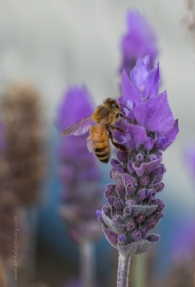 French Lavender with Bee
