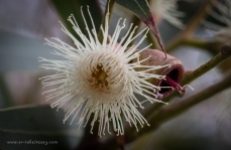 Eucalyptus Corymbia Ficifolia