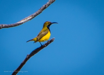 Yellow bellied sunbird