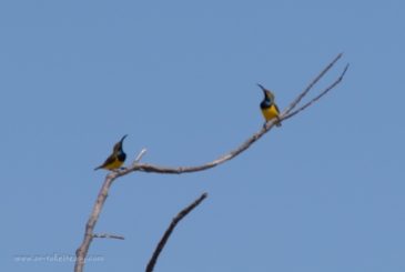 Two male sunbirds
