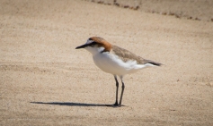 Red capped dotterel