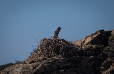 Osprey on the nest at Middle Island