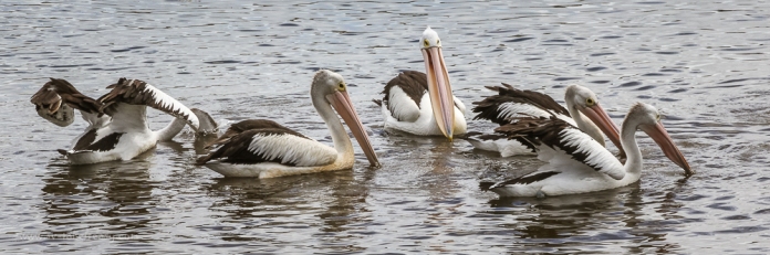 Feeding Pelicans at Bermagui