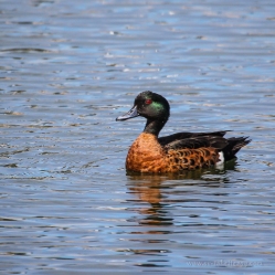 Male Chestnut Teal