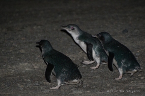 Little Penguins heading for their burrows
