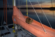 Night patrol and star gazing for the ship's cat!
