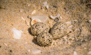 Hooded Plover nest and eggs