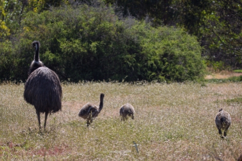 Male Emu and chicks