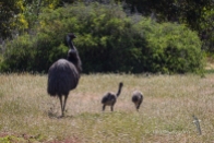 Male Emu and chicks