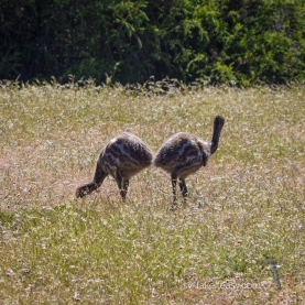 Two Emu chicks