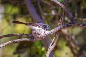 On the nest at Serendip Sanctuary