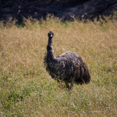 Emu at Serendip