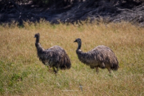 Emu pair