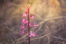 Dipodium punctatum - Hyacinth Orchid