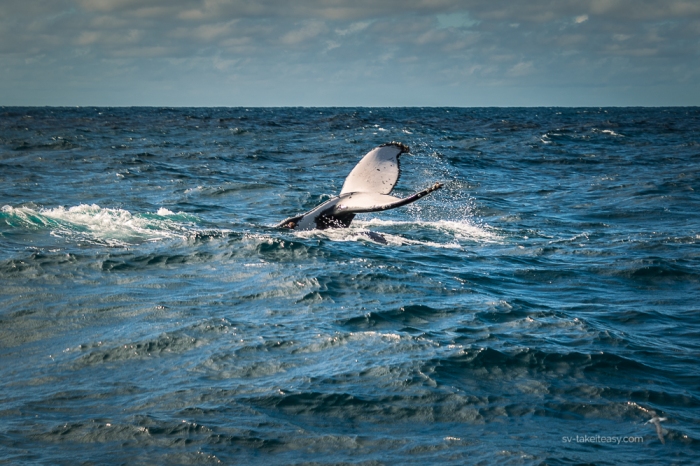 Humpback Whale tail lobbing