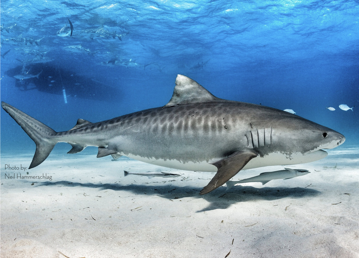 Dangerous sharks or dangerous situations? | Sv-Anui.com