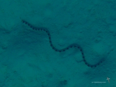 Trust Wade to find this Sea Snake,