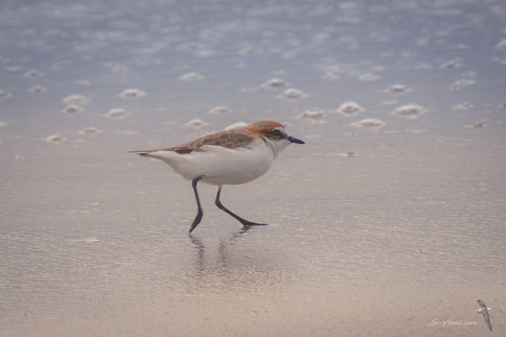 Red-capped dotterel