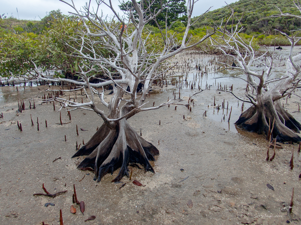 Buttress roots in mangrove