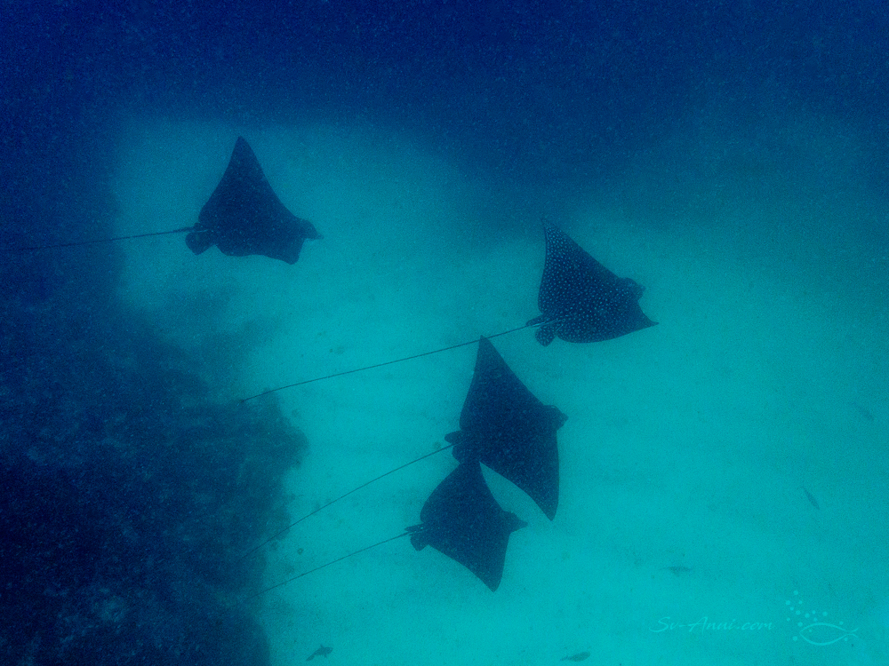Fever of Eagle Rays at Julian Rocks