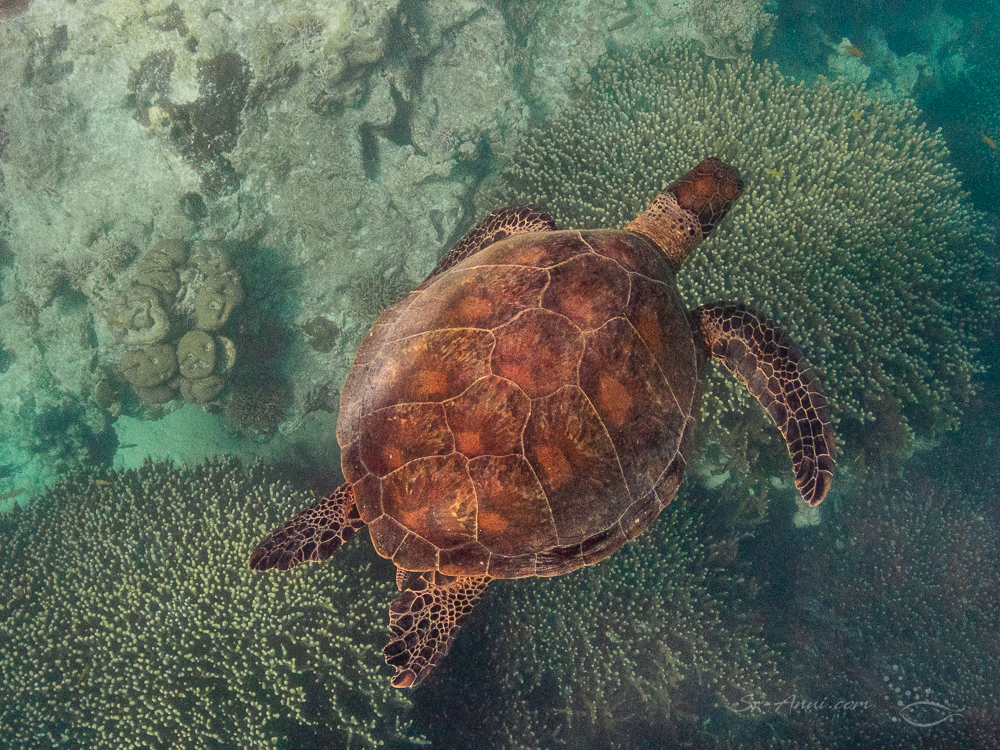 Green Sea Turtle at Lady Musgrave